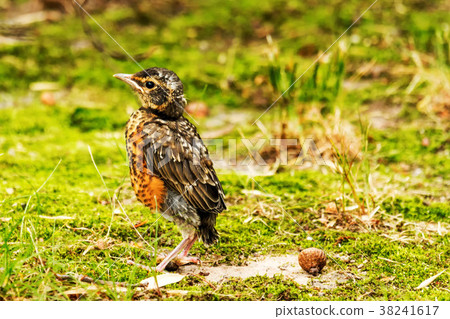 Newborn baby red breasted robin standing on a lawn 38241617