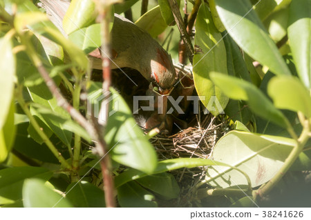 Cardinal chicks being fed by mother in birds nest Cardinal chicks being fed by mother in birds nest 38241626