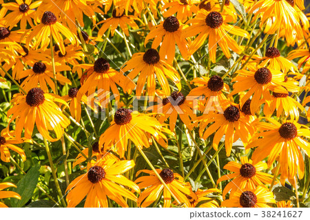 Black-Eyed-Susan flower bed 38241627