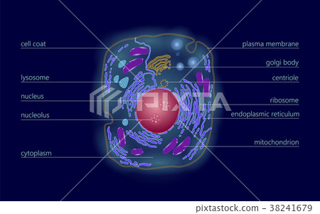 Animal human cell structure educational science 38241679