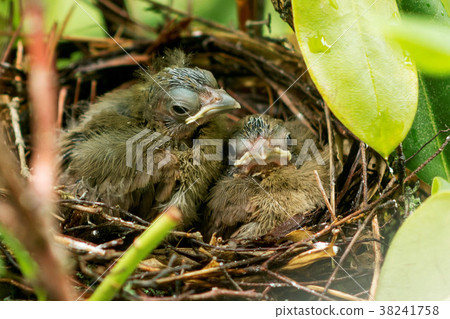 Eight day old cardinals last day in the nest Eight day old cardinals last day in the nest 38241758