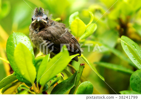 Fledgling cardinal leaving nest for the first time Fledgling cardinal leaving nest for the first time 38241799