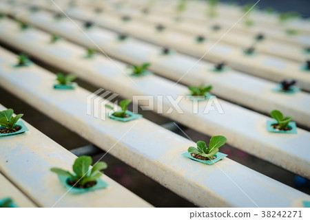 transplanted into a soilless culture system transplanted into a soilless culture system 38242271