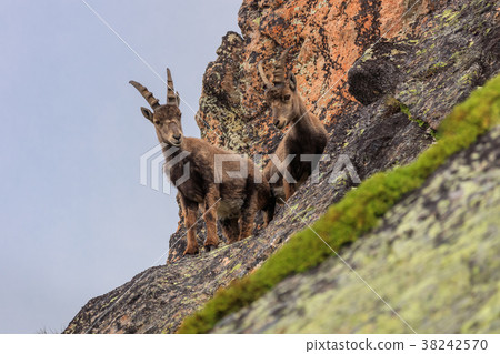 Ibex, Range of Mont Blanc, France 38242570