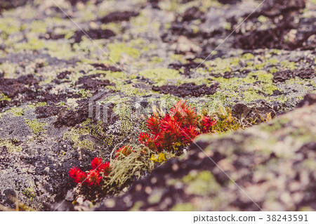 Red moss, the succulents on the mountain rocks Red moss, the succulents on the mountain rocks 38243591