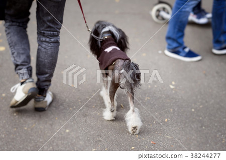 Young man with dog on leash, back to us, walking Young man with dog on leash, back to us, walking 38244277