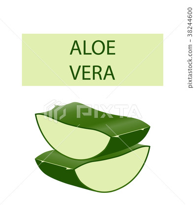 Aloe vera plant leaves cut isolated on white. Aloe vera plant leaves cut isolated on white. 38244600