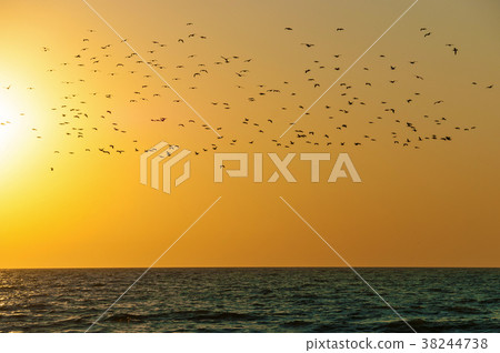 Birds over the water. 38244738