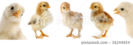 Collection cute furry chicks isolated on white 38244854