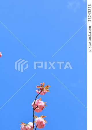 Kanzan flower bud and blue sky Kanzan flower bud and blue sky 38245258