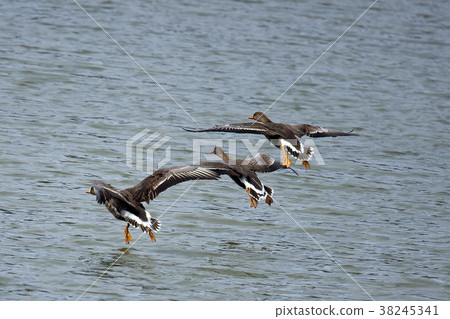 Carigane-日本最小的日本 Carigane-日本最小的日本 38245341