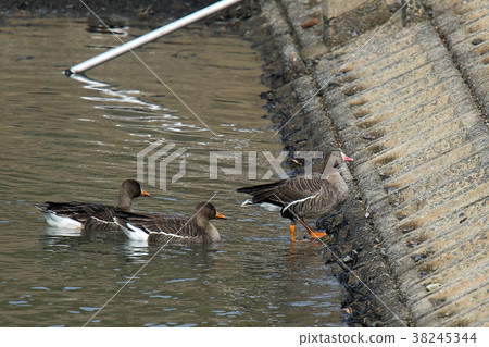 Carigane-日本最小的日本 Carigane-日本最小的日本 38245344