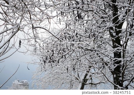 Black winter trees against the sky.branches of tre Black winter trees against the sky.branches of tre 38245751
