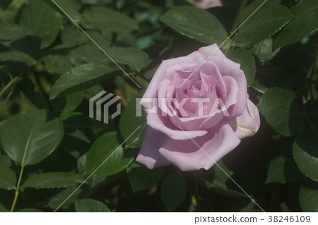 rose rose 38246109