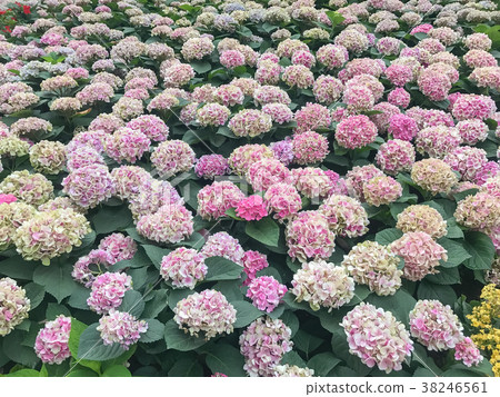 Violet Purple Hydrangea in the gerden 38246561