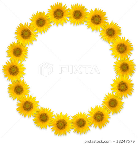 Round frame of sunflower flowers on a white background. Flower wreath 38247579