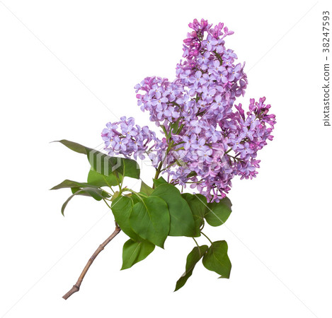 Lilac branch isolated on white background. Beautiful spring flowers 38247593