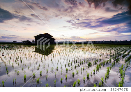 wooden house in the middle of paddy field 38247678