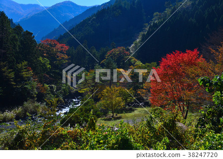 秋葉和山間溪流(德島縣神山町) 秋葉和山間溪流(德島縣神山町) 38247720
