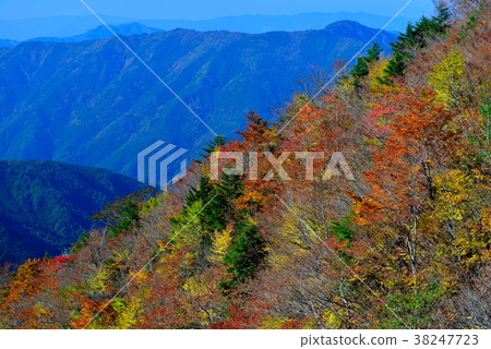 Autumn leaves (along Tokushima Prefecture Nakamachi Kenzan Super Forest Road) 38247723