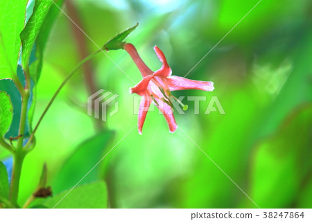 Ugis Kagura Flower 38247864