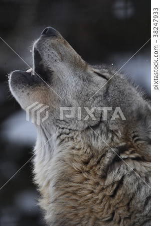 嚎叫的狼 38247933