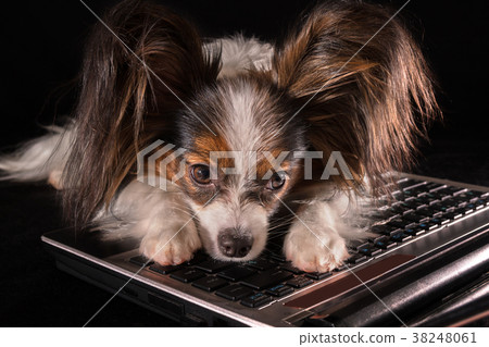 Beautiful dog Continental Toy Spaniel Papillon 38248061