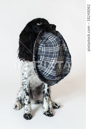 Beautiful female spaniel has a hat in his mouth on 38248062