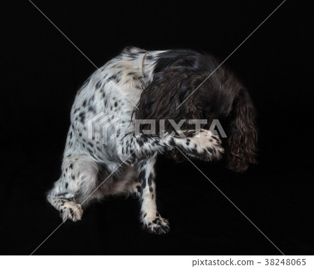 Beautiful female spaniel amuses his nose with a 38248065