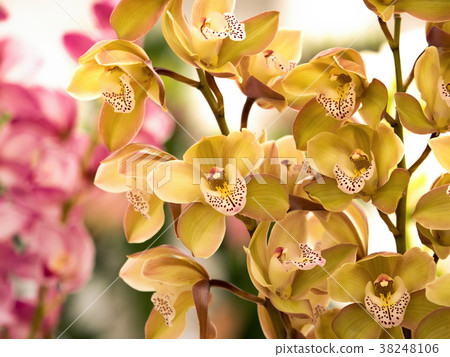 Cymbidium 38248106