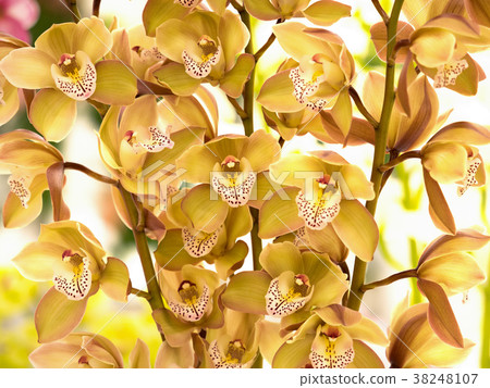 Cymbidium 38248107