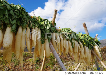 幹蘿蔔 38248327