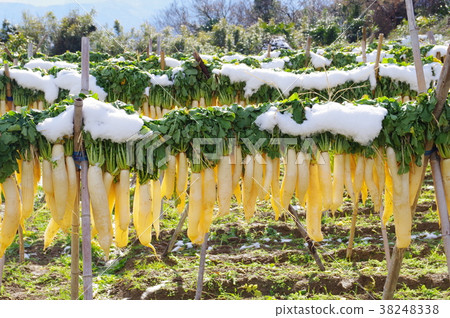 Dried radish 38248338