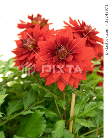 Dahlia flower 38248971