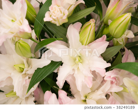 百合花 百合花 38249189