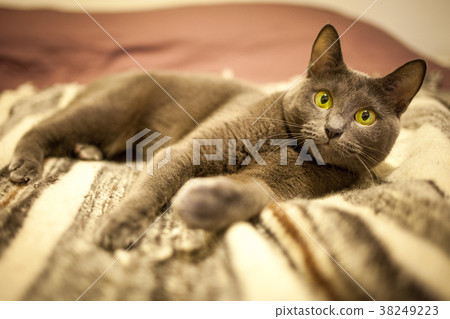 Russian blue cute cat 38249223