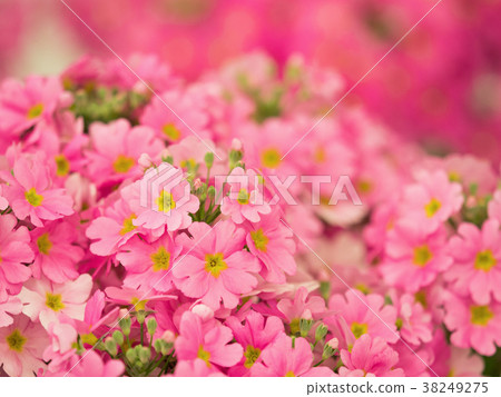 Primula's flower Primula's flower 38249275