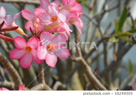 Beautiful pink Azalea flowers branch Beautiful pink Azalea flowers branch 38249305