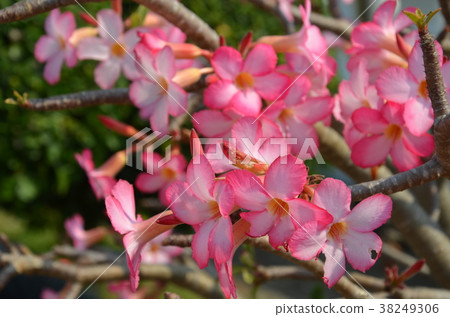 Beautiful pink Azalea flowers branch Beautiful pink Azalea flowers branch 38249306