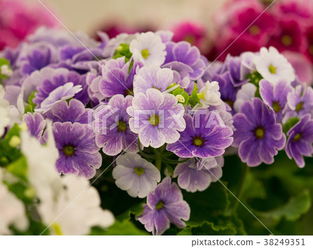 Primula's flower 38249351