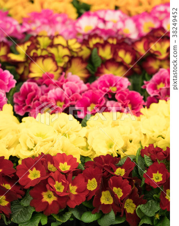 Primula Julian 38249452
