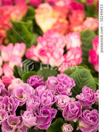 Primula Julian 38249453