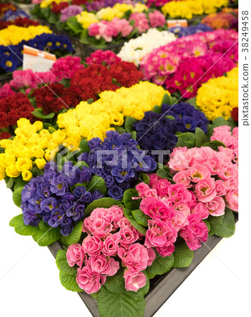 Primula Julian 38249458