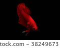 Betta fish, red siamese fighting fish  38249673