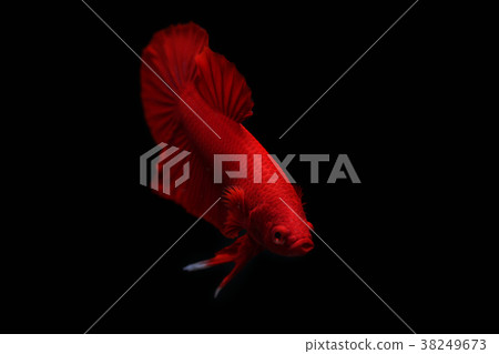 Betta fish, red siamese fighting fish Betta fish, red siamese fighting fish 38249673