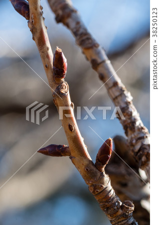Winter bud 38250123