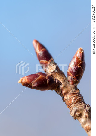 冬芽 冬芽 38250124