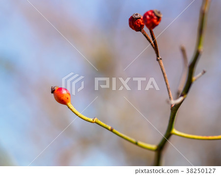 Neubara的果實 Neubara的果實 38250127