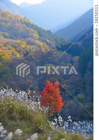 Autumn leaves and Isutani (Ikoshi Higashi Iya, Miyoshi City, Tokushima Prefecture) (Vertical) 38250311