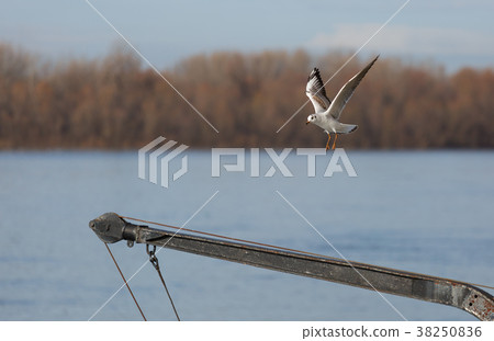 Seagull  over the river 38250836